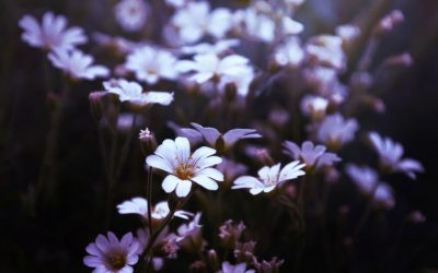 The Experience of Receiving the Diagnosis of BPD