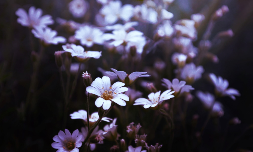 The Experience of Receiving the Diagnosis of BPD