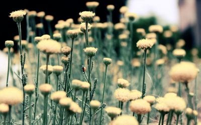 The Experience of Perseverance and Hope in the Treatment of BPD