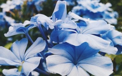 The Experience of the Process and Outcome of DBT