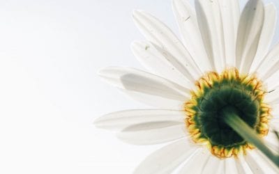 The Experience of the Therapist and Client Relationship in DBT
