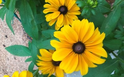 Emotional Dysregulation, BPD and Dialectical Behavior Therapy
