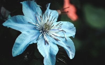 The Experience of Doing DBT